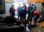 Foto: Permintaan Pemotongan Hewan Kurban Meningkat