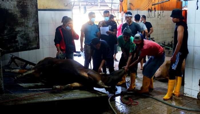 Foto: Permintaan Pemotongan Hewan Kurban Meningkat