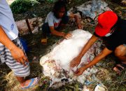 Foto: Pemburu Kulit Hewan Kurban Mulai Berdatangan di Kota Tangerang