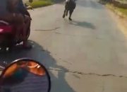 Bak Punya Pikiran, Seekor Kerbau Kurban Lari Saat Melihat Rekannya Disembelih