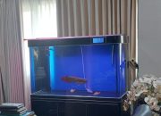 Rakyat Sulit Akibat PPKM, Pemkot Serang Sewa Aquarium dan Ikan Hias Ratusan juta