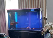 Aquarium dan Ikan Hias Seharga Rp206 Juta, Wali Kota Serang: Saya Nggak Pernah Minta