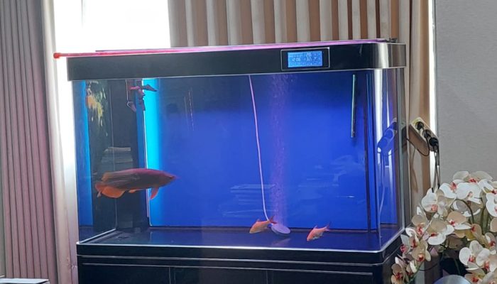 Aquarium dan Ikan Hias Seharga Rp206 Juta, Wali Kota Serang: Saya Nggak Pernah Minta