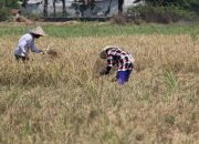 Foto: Panen Raya Padi Di Pakuhaji