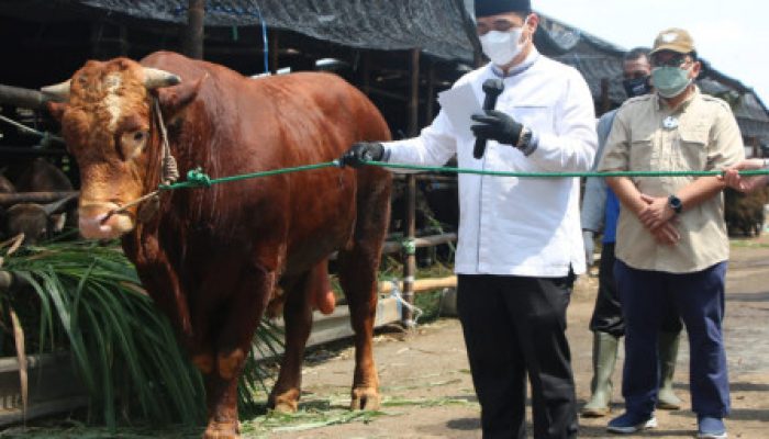 Serahkan Sapi Kurban Limosin ke RPH, Wagub Ariza Imbau Warga Laksanakan Ibadah Kurban Sesuai Prokes