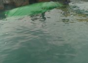 Truk Muatan Pakan Ternak Terjebur ke Laut, Diduga Truk Hilang Kendali