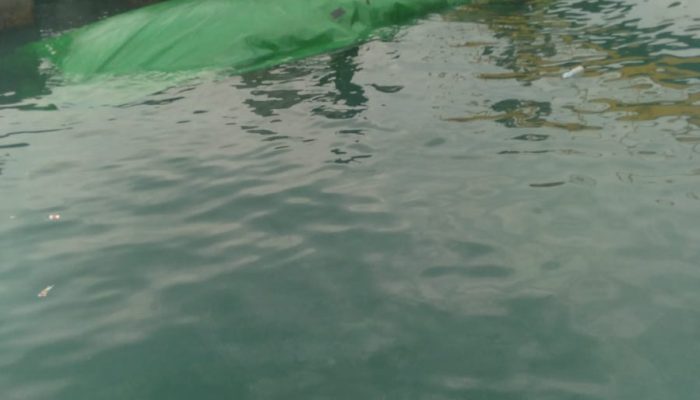 Truk Muatan Pakan Ternak Terjebur ke Laut, Diduga Truk Hilang Kendali