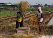 Foto: Para Petani Penggarap Tanam Padi Demi Bertahan Hidup