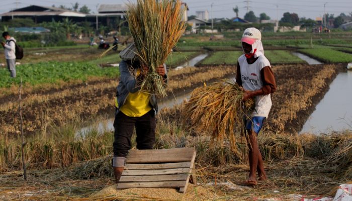 Foto: Para Petani Penggarap Tanam Padi Demi Bertahan Hidup