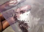 Pemukiman Warga Cilegon Diserang Kutu, Diduga Berasal Dari Pabrik Tepung
