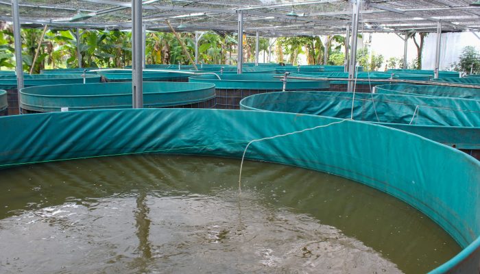 Foto: Budidaya Ikan Lele Ketahanan Pangan Warga Perumahan Angkasa Pura