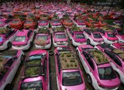 Taksi di Thailand Yang Menganggur Menjadi Hijau Dengan Taman Mini di Atap Mobil