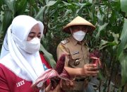 Industri Menjamur di Cilegon, Lahan Pertanian Menyempit