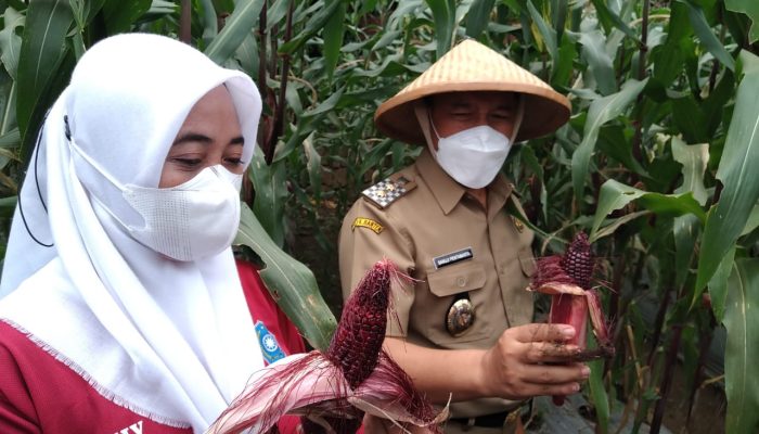 Industri Menjamur di Cilegon, Lahan Pertanian Menyempit