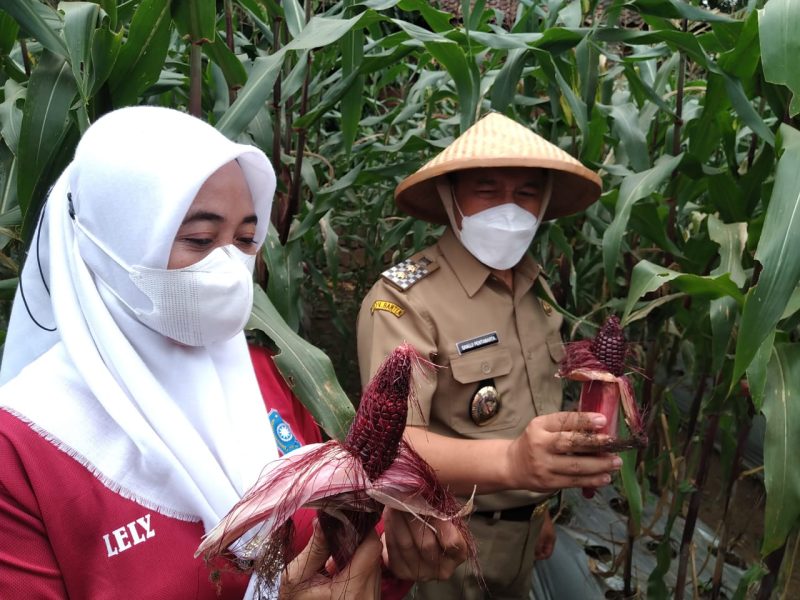Foto : Wakil Wali Kota Cilegon Sanuji Pentamarta memanen jagung ungu di Kelurahan Kotasari, Kecamatan Gerogol, Kota Cilegon, Selasa (7/9/2021).  AMUL/MEGATRUST.CO.ID