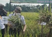 Wakil Wali Kota Cilegon Panen Padi Varietas Baru di Cibeber