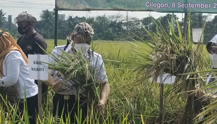 Wakil Wali Kota Cilegon Panen Padi Varietas Baru di Cibeber