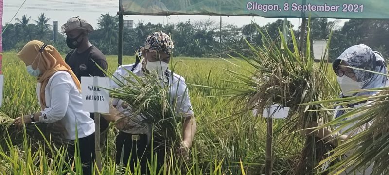 Foto : Sanuji pentamarta memegang padi di tengah sawah saat panen raya di Lingkungan Kadipaten, Keluaran Kedaleman, Kecamatan Cibeber, Rabu (8/9/2021).  Amul/megatrust.co.id