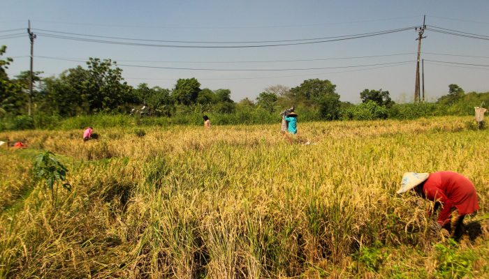 Foto: Kementan Targetkan Produksi Pertanian Sebesar 55,20 Juta Ton Pada Tahun Depan
