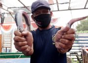 Foto: Komunitas Usaha Ternak Ikan Lele Siap Go Internasional