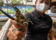Foto: Budidaya Udang Lobster Air Tawar di Ciputat Tangsel