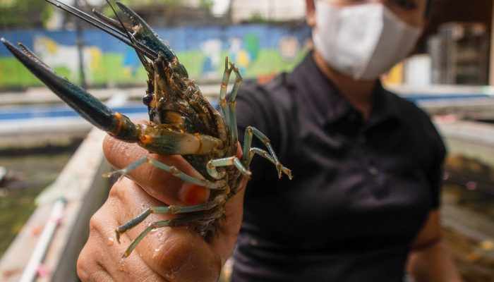 Foto: Budidaya Udang Lobster Air Tawar di Ciputat Tangsel