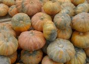 Apa yang Harus Dilakukan Dengan Labu Setelah Halloween