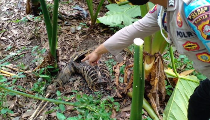 Tengkorak Manusia Berserakan di Kebun Warga di Kabupaten Serang