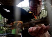 Foto: Peringati Hari Cinta Puspa dan Satwa Nasional