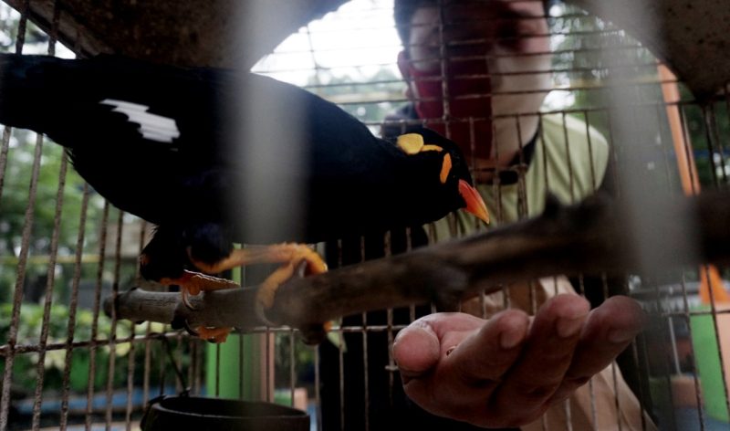 Pemerintah Kota Tangerang mengajak masyarakat Kota Tangerang untuk membangun kesadaran dalam kecintaannya terhadap Puspa dan Satwa agar keanekaragaman hayati tetap Lestari. Terlihat seorang pekerja dari Dinas Budaya dan Pariwisata (Budpar) Kota Tangerang yang mengurus Taman Burung (Bird Park) di Jalan Veteran Kota Tangerang sedang memberi pakan kepada burung – burung di lokasi tersebut. Jumat (5/10/21). Megatrust/Dennys