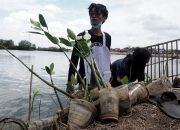 Foto: Penggiat Alam Tanam Mangrove Demi Kelestarian Pesisir Pantai