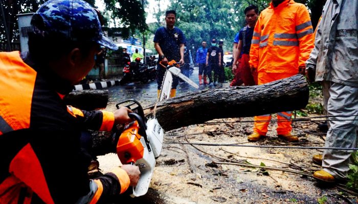 Foto: Hujan dan Angin Kencang Akibatkan Pohon Patah