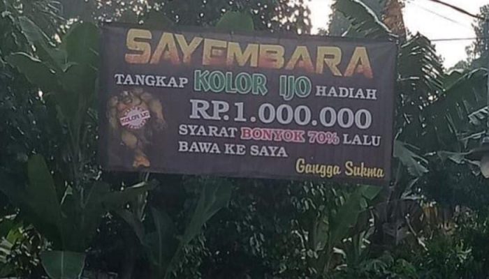 Kerap Ngintip Ibu-Ibu, Salah Seorang Warga Waringinurung Gelar Sayembara ‘Tangkap Kolor Ijo’
