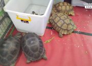 Pameran Ikan Hias dan Binatang Luar Negeri Kini Hadir di Living World