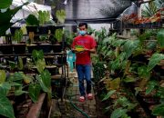 Foto: Petani Anthurium Kembali Bergairah