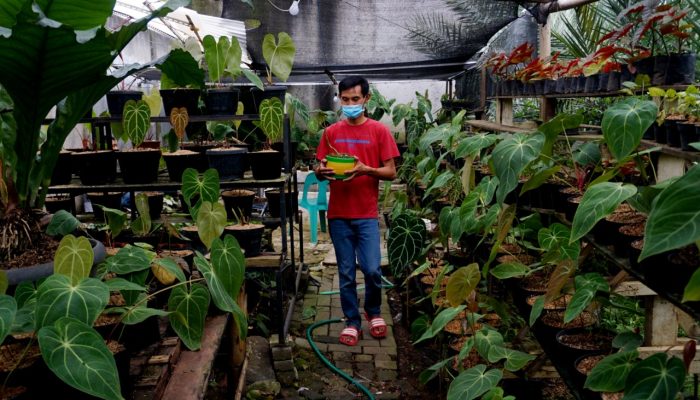 Foto: Petani Anthurium Kembali Bergairah