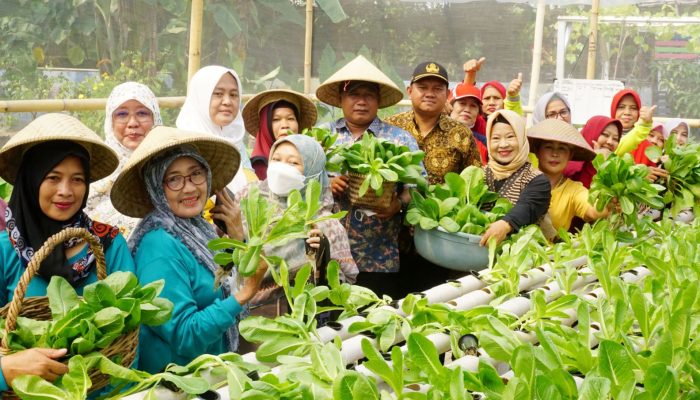 Foto: Panen Sayur Segar Hidroponik