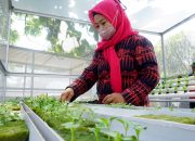 Foto: Rumah Bibit Anthurium Dengan Hidroponik