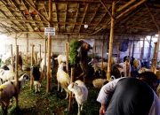 Foto: Kenaikan Harga Hewan Qurban Jelang Idul Adha