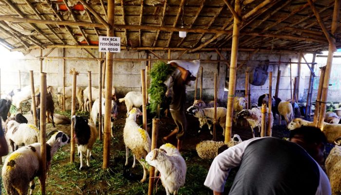 Foto: Kenaikan Harga Hewan Qurban Jelang Idul Adha