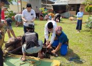 Daging Hewan Kurban Disalurkan ke Pulau Terpencil