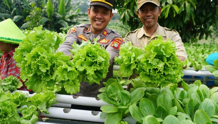 Foto: Polsek Neglasari Panen Caisim Bersama KWT Tangga Asem