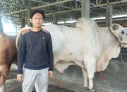 Jokowi Beli Hewan Kurban di Cilegon. Segini Berat dan Harganya?