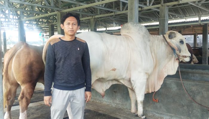 Jokowi Beli Hewan Kurban di Cilegon. Segini Berat dan Harganya?