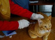 Foto: Dinas Ketahanan Pangan Gelar Vaksin Rabies Gratis