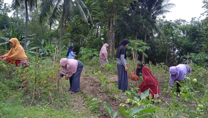 Emak-Emak di Cilegon Hasilkan Cuan dari Lahan Tidur