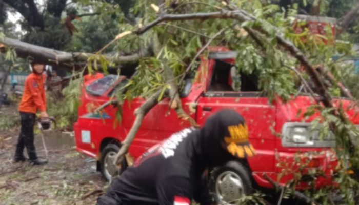 Dihantam Cuaca Buruk, Angkot Merah Tertimpa Pohon Tumbang