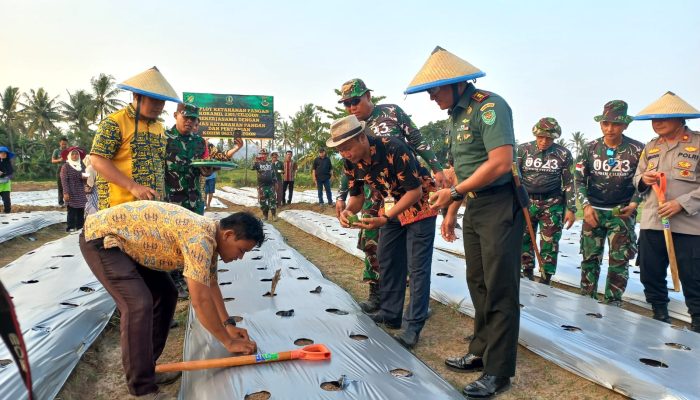 TNI Ujung Pulau Jawa Manfaatkan Lahan Tidur. Luasnya Bikin Melongo