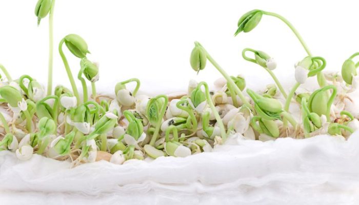 Cara Mudah Menanam Kacang Hijau di Kapas agar Cepat Tumbuh
