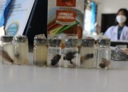 Pelajar SMAN 2 Palangka Raya Temukan Formula Pembasmi Tawon Berbahan Alami